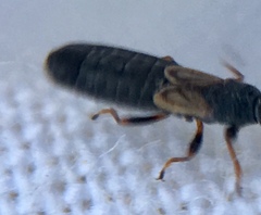 Ischnodemus sabuleti