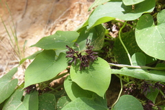 Matelea hirtelliflora