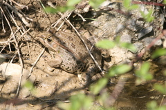 Pelophylax ridibundus