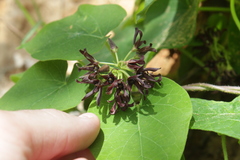 Matelea hirtelliflora