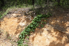 Matelea hirtelliflora