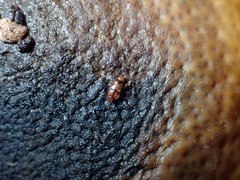 Haptoncus