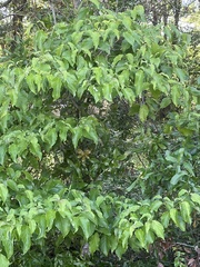 Cornus kousa