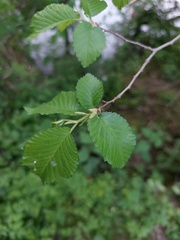 Ulmus minor