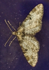 Eupithecia irriguata