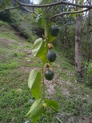 Passiflora ligularis image