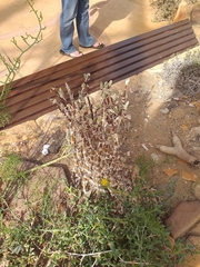 Mitrophyllum mitratum