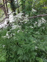 Anthriscus sylvestris