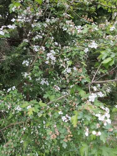 Crataegus microphylla, photograph 5