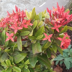 Ixora coccinea
