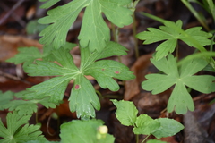 Puccinia pelargonii-zonalis