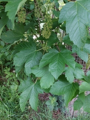Acer pseudoplatanus