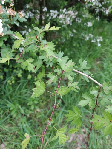 Crataegus microphylla, photograph 6
