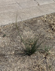 Hesperostipa comata