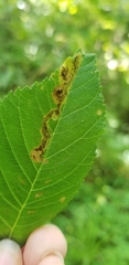Phytomyza aesculi