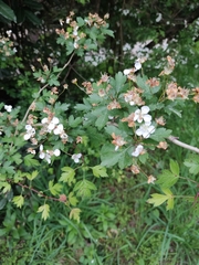 Crataegus microphylla
