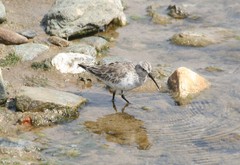 Calidris ferruginea