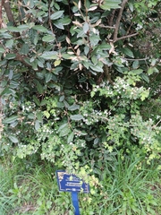 Crataegus microphylla