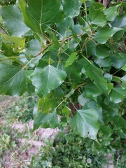 Populus nigra