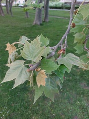 Platanus × hispanica