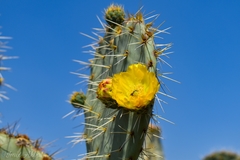 Opuntia