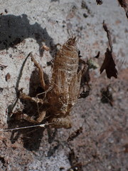 Libellula croceipennis