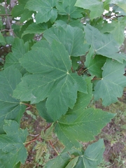 Acer pseudoplatanus