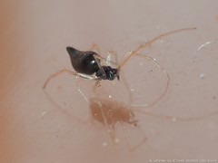 Coleosoma acutiventer