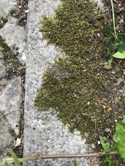 Scorpiurium circinatum