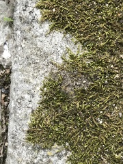 Scorpiurium circinatum