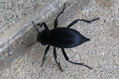 Blaps lusitanica