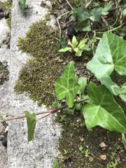 Scorpiurium circinatum