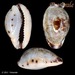 Graceful Cowrie - Photo (c) Femorale, some rights reserved (CC BY-NC)