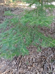 Abies balsamea image