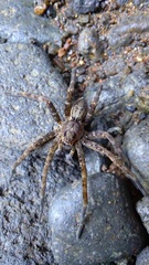 Dolomedes dondalei