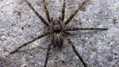 Dolomedes dondalei