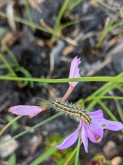 Calopogon barbatus