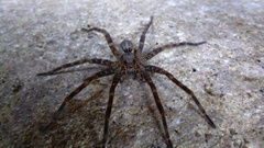 Dolomedes dondalei