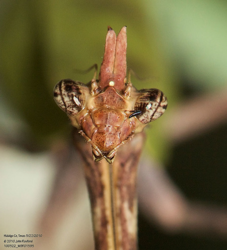 Texas Unicorn Mantis photo 5