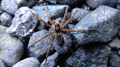 Dolomedes dondalei