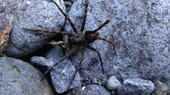Dolomedes dondalei