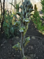 Sarcoglottis schaffneri