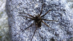 Dolomedes dondalei