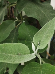 Graphocephala flavovittata