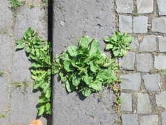 Plantago major