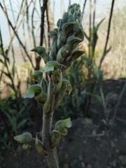 Sarcoglottis schaffneri