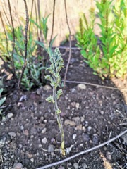 Sarcoglottis schaffneri