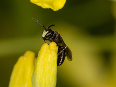 Hylaeus signatus