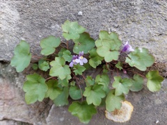 Cymbalaria muralis