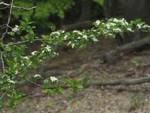 Crataegus laevigata